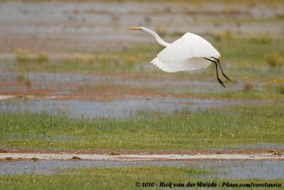 Great EgretArdea alba melanorhynchus