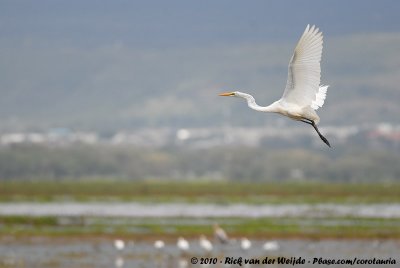 Great EgretArdea alba melanorhynchus