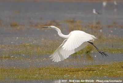 Great EgretArdea alba melanorhynchus