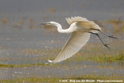 Great EgretArdea alba melanorhynchus