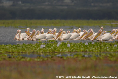 Great White PelicanPelecanus onocrotalus