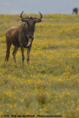 Western White-Bearded WildebeestConnochaetes taurinus mearnsi