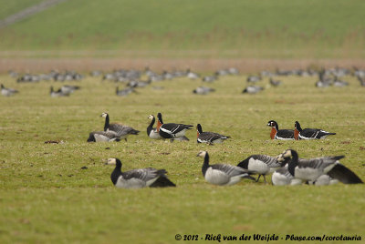 Red-Breasted GooseBranta ruficollis