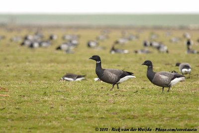 Dark-Bellied Brent GooseBranta bernicla bernicla