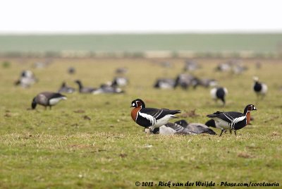 Red-Breasted GooseBranta ruficollis