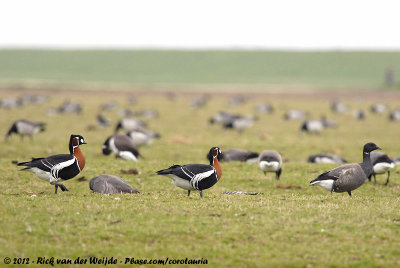 Red-Breasted GooseBranta ruficollis