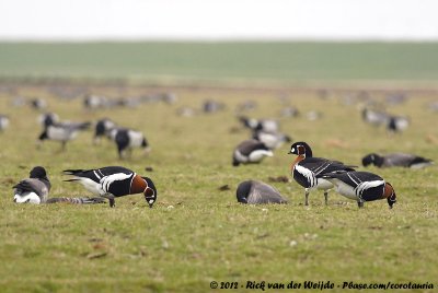 Red-Breasted Goose (Roodhalsgans)