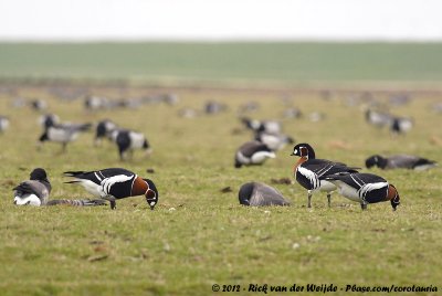 Red-Breasted Goose  (Roodhalsgans)