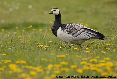 Barnacle GooseBranta leucopsis