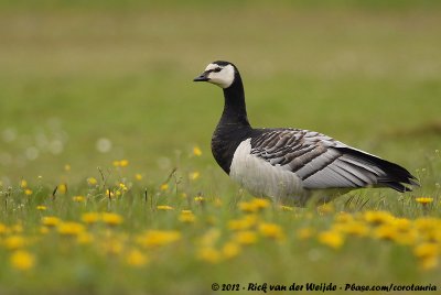 Barnacle GooseBranta leucopsis