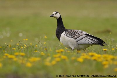 Barnacle GooseBranta leucopsis