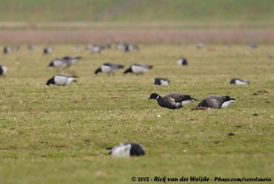 Black BrantBranta bernicla nigricans