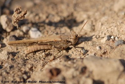 Band-Winged GrasshopperAcrotylus insubricus