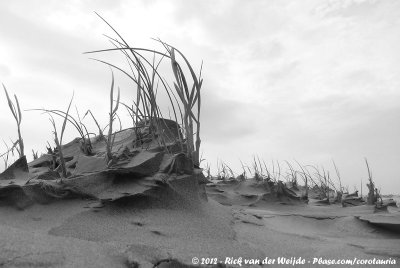 European Beachgrass at the Beach of Schier