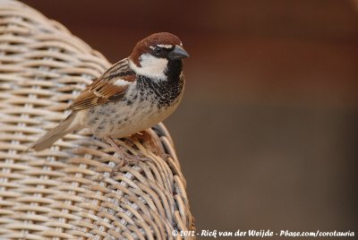 Spanish SparrowPasser hispaniolensis hispaniolensis