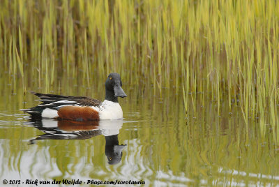 Northern ShovelerSpatula clypeata