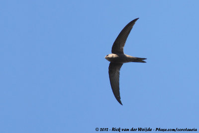 Plain Swift  (Madeiragierzwaluw)