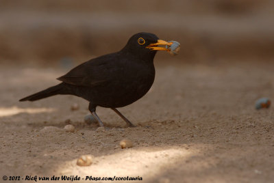 Common BlackbirdTurdus merula cabrerae