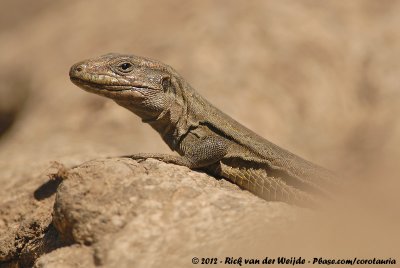 Reptiles and Amphibians of The Canary Islands