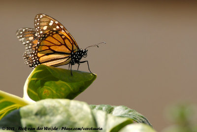 African Monarch  (Kleine Monarchvlinder)