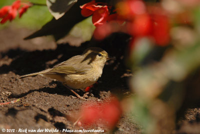 Common ChiffchaffPhylloscopus collybita collybita