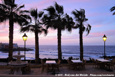 Palms along the boulevard