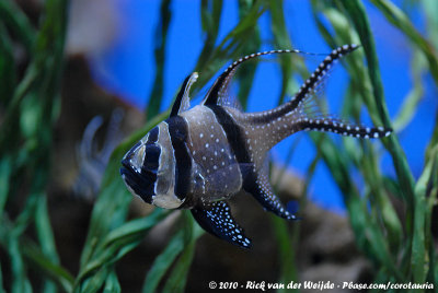 Banggai Cardinalfish  (Juweelkardinaalbaars)