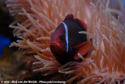 Cinnamon Clownfish  (Eenbandanemoonvis)