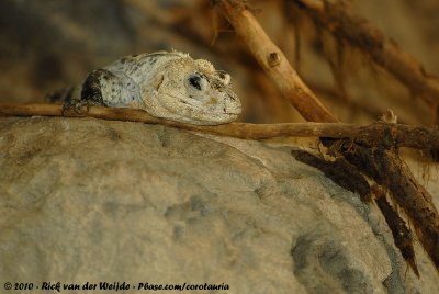 Spiny-Tailed IguanaCtenosaura bakeri