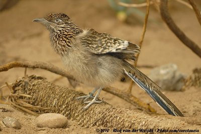 Greater RoadrunnerGeococcyx californianus