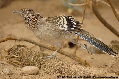 Greater RoadrunnerGeococcyx californianus