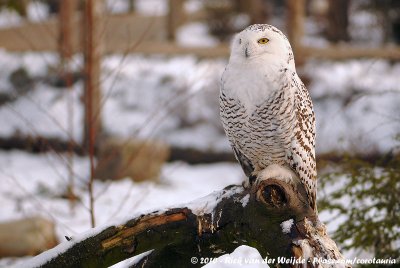 Snowy OwlBubo scandiacus