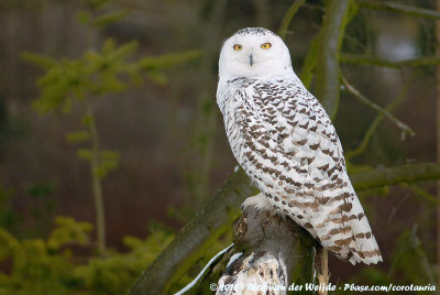 Snowy OwlBubo scandiacus