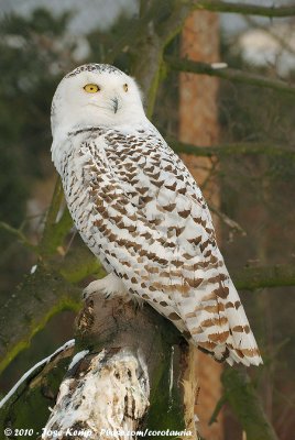 Snowy OwlBubo scandiacus