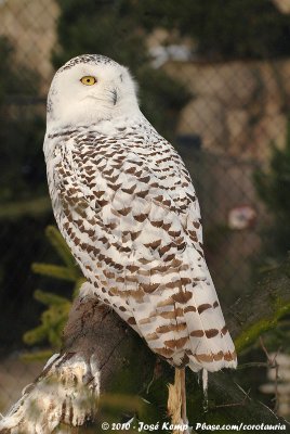 Snowy OwlBubo scandiacus