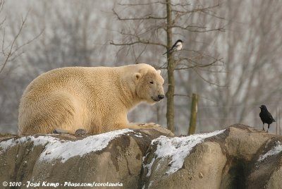 Polar Bear  (IJsbeer)