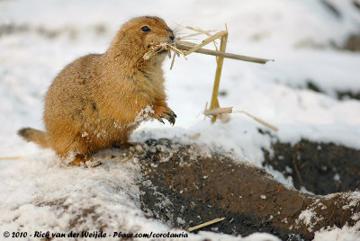 Black-Tailed Prairie DogCynomys ludovicianus ssp.