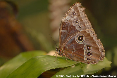 Common MorphoMorpho peleides