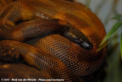 Ringed Python  (Ringpython)