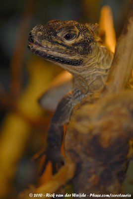 Philippine Sailfin Dragon<br><i>Hydrosaurus pustulatus</i>