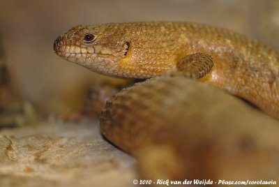 Gidgee Skink  (Stoke's Stekelstaartskink)