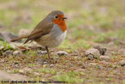 Tenerife RobinErithacus rubecula superbus