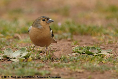 Canary Islands ChaffinchFringilla canariensis canariensis