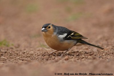 Canary Islands ChaffinchFringilla canariensis canariensis