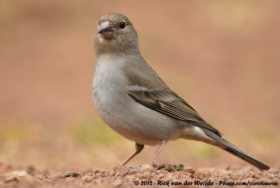 Tenerife Blue ChaffinchFringilla teydea