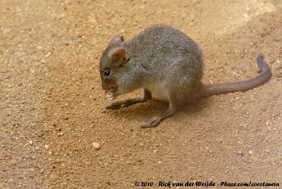 Rat Kangaroos, Potoos and Bettongs  (Kangoeroeratten)