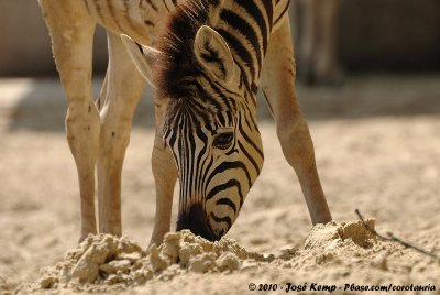 Plains Zebra  (Steppezebra)