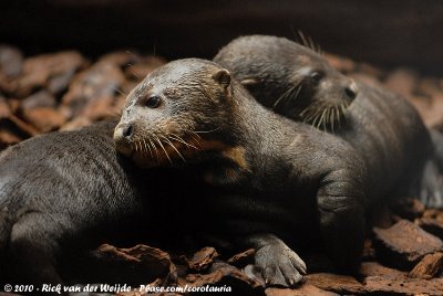 Giant OtterPteronura brasiliensis