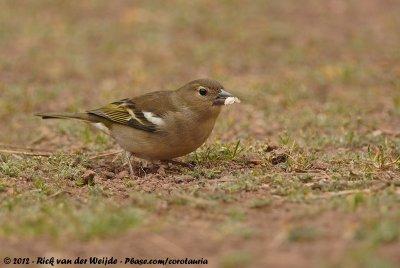 Canary Islands ChaffinchFringilla canariensis canariensis