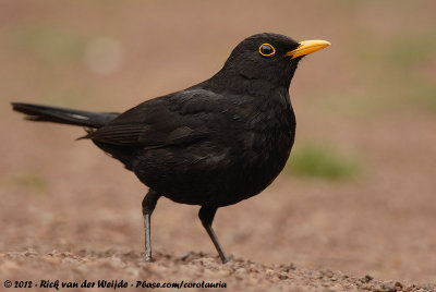 Common BlackbirdTurdus merula cabrerae